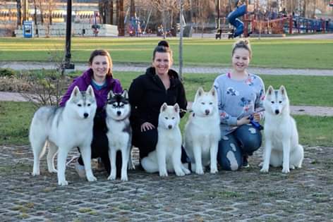 Snowy Dream Siberians Siberian Husky Bc Canada